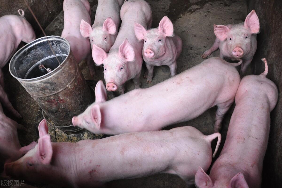 白条便利卡包怎么变现，礼品卡 白条