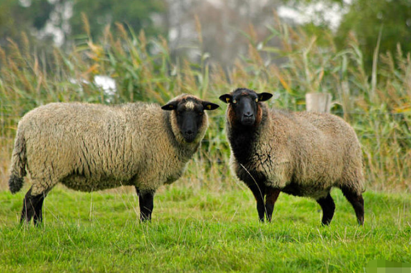 羊小咩怎么提现出来，羊小咩怎么提现出来ca安诚小铺ro助富掌柜