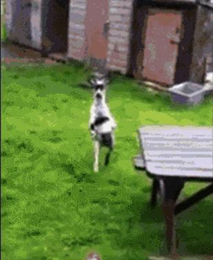 羊小咩购物额度怎么套出来，羊小咩消费额度怎么买东西