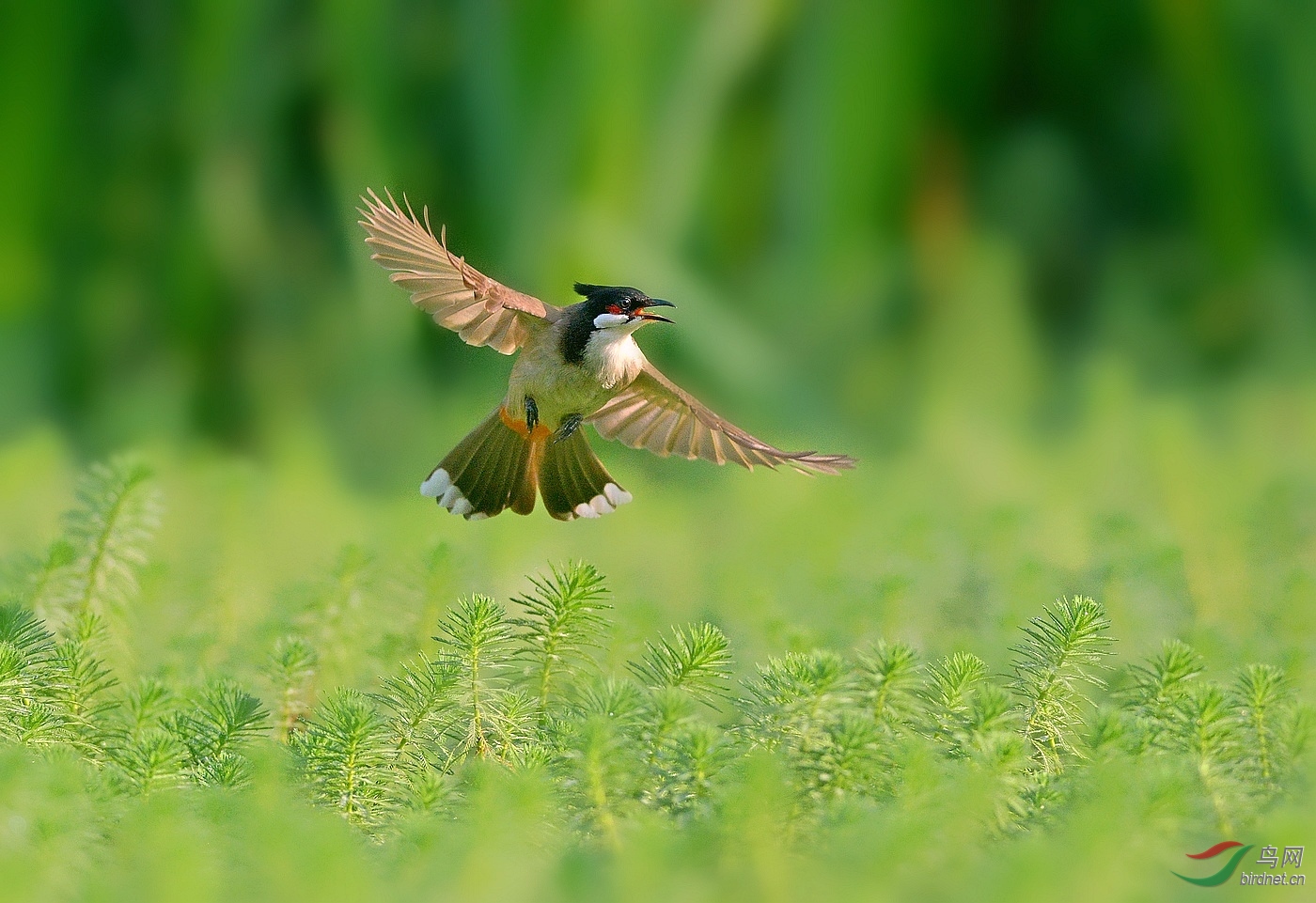 世界上最温柔的鸟类                    清晨的问候，是世界上最温柔的闹钟。当阳光透过窗帘的缝隙，当第一口咖啡的香气弥漫                                    