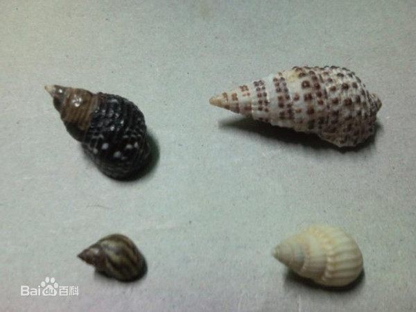 世界上最便宜的螺丝,织纹螺和海螺丝区别是什么？