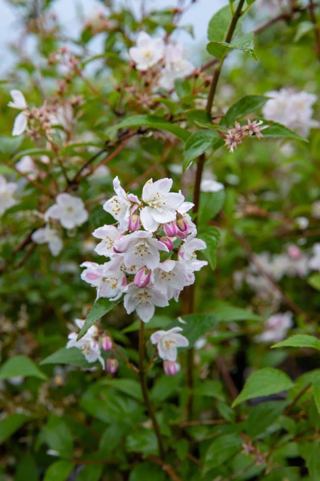 溲疏和山梅花的区别中国月季品种