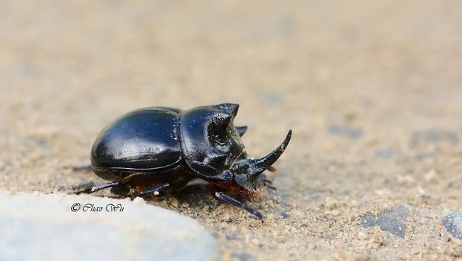 世界上最霸气的甲虫名字,十大最具观赏性斗虫（世界上最霸气的甲虫名字图片）