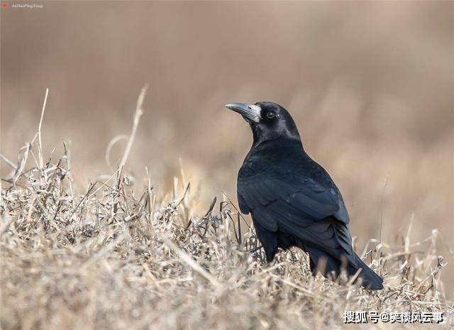 世界上什么鸟最聪明秃鼻乌鸦有哪些特点 世界上最聪明的鸟到底有多聪明