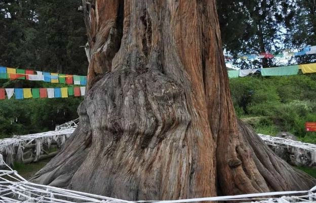 中国上最老的树是哪一棵,中国树木寿命排行