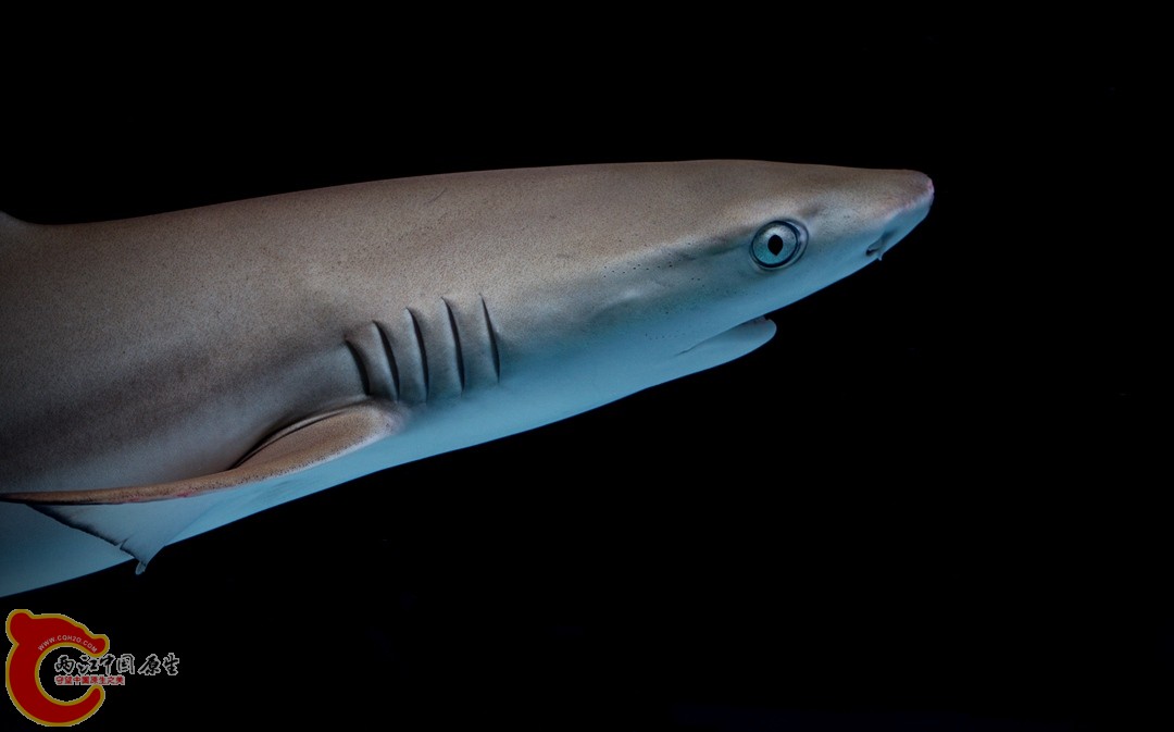 十大最稀有的鱼类盘点，中国特有上榜多个，第一在地球生活超过6万年最珍贵的鲨鱼