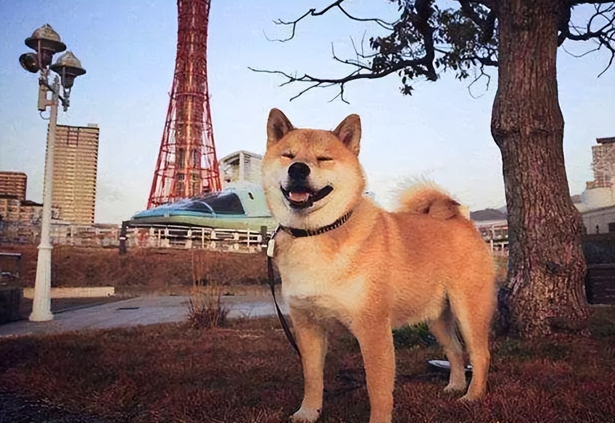 世界上最贵的十只狗（世界上最牛柴犬排行榜）