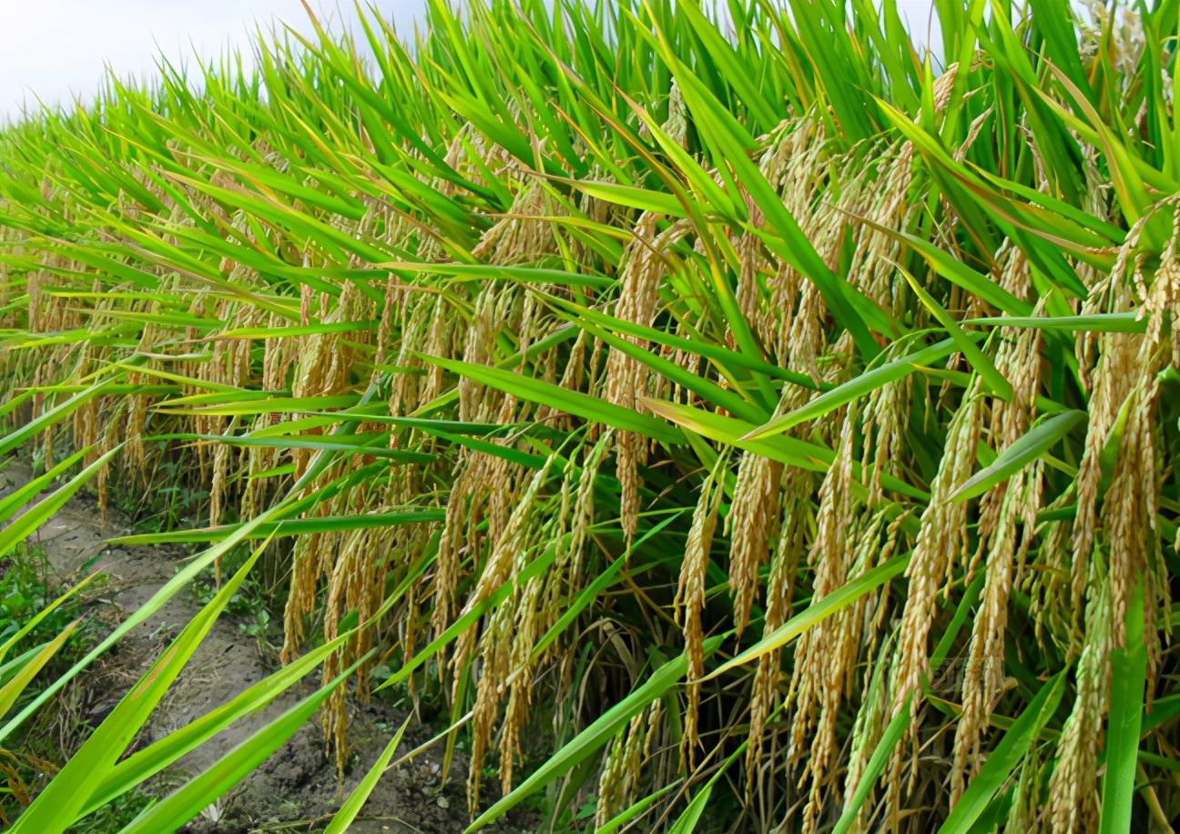 中国最东方水稻品种杂交水稻什么时候问世