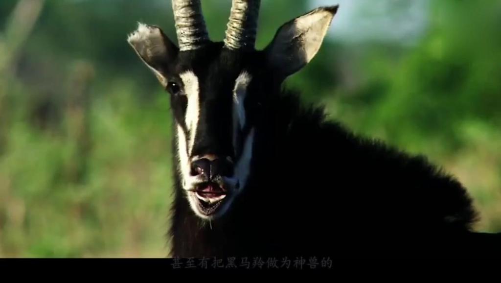 世界上哪个动物最稀有（世界什么动物最稀有）