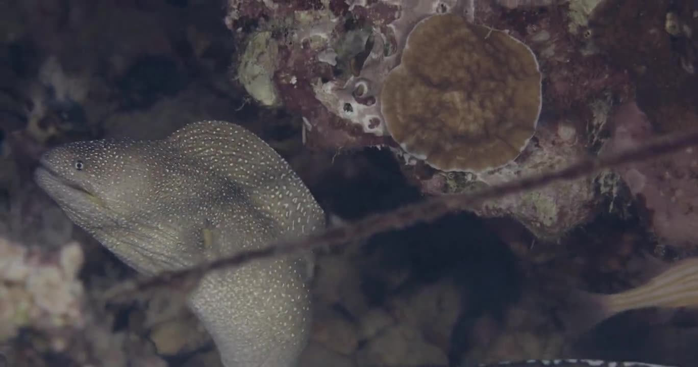 世界上最帅的海鳗,海水鳗鱼与淡水鳗鱼么区别