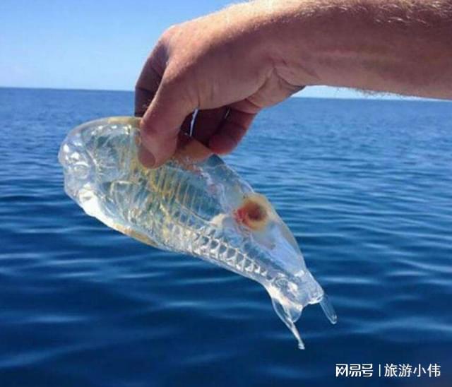 毒蛇鱼简介世界上最罕见的鱼