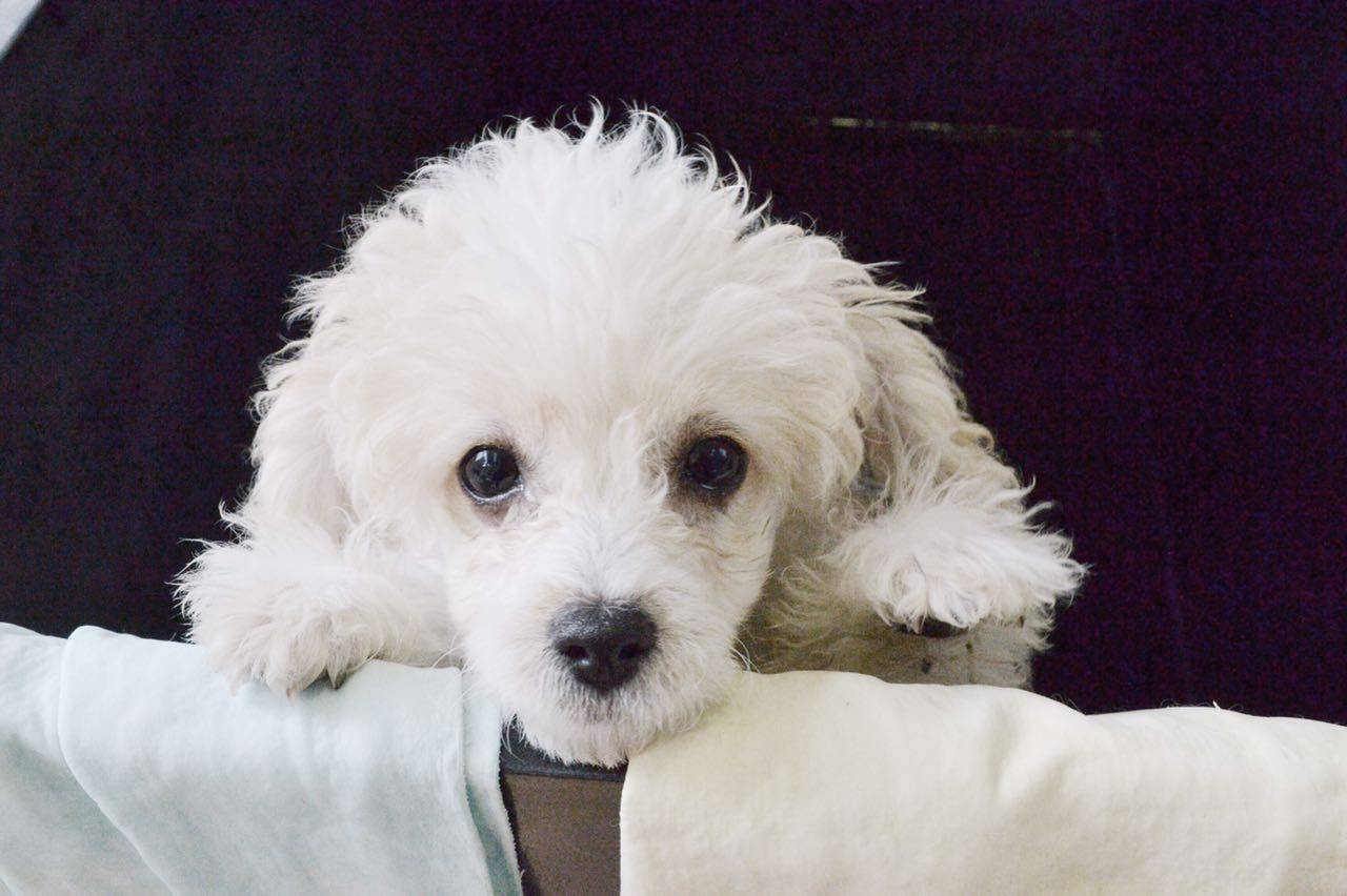 世界上最幸福宠物排名世界上最好养的宠物是什么