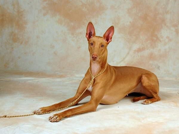 世界上十大名贵的狗有哪些（世界上最贵的狗排名价格表）