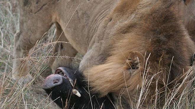 世界上最生的动物世界上最能生的动物（十大动物繁衍排行榜自然传奇）