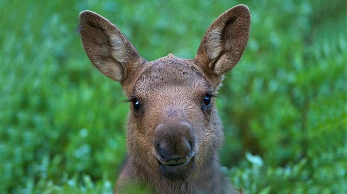 世界上最罕见的鹿世界上最傻的鹿是什么鹿