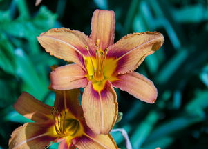 世界上最菜螳螂排名世界最厉害的螳螂是什么螳螂