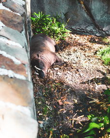世界上最傻的小熊图片，世界上最傻的小熊图片头像