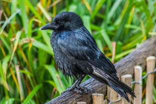 世界上最大最凶乌鸦，世界上最大最凶猛的鸟是什么