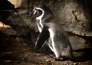 世界上最悲惨的动物，世界上最悲惨的宠物