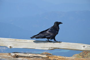 中国最凶狂的鸟类，中国十大最凶的鸟