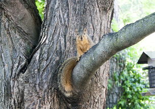 中国最值钱的是哪一棵树，中国比较值钱的树