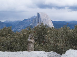 世界上最垃圾的动物是谁,世界上最垃圾的山