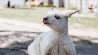 世界上最恶心羊，世界上最恶心的动物是谁