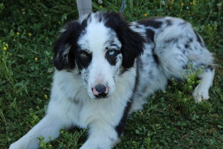 世界上最惊奇的狗，最奇怪的狗是什么狗