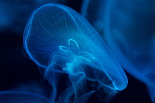 世界上最便宜的鱼群图片大全，世界上最便宜的鱼群图片