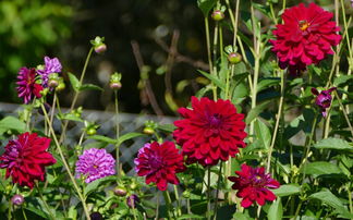 中国最聪明的花，中国最聪明的花是什么花